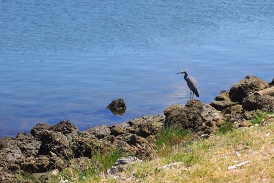 Gray heron perching on rock by sea