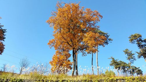 Low angle view of trees against clear sky