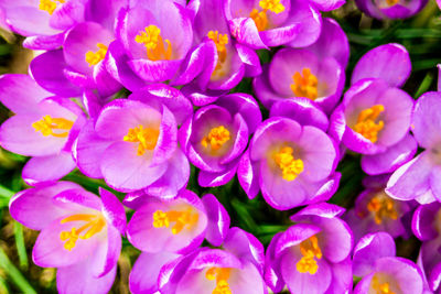 Close-up of purple flowering plants