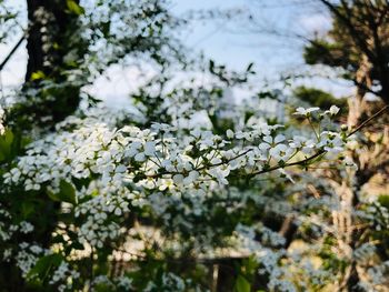 Close-up of white flowering plant