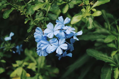 Close-up of blue flowering plant