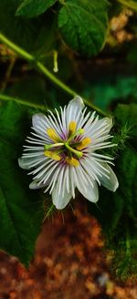 flowering plant