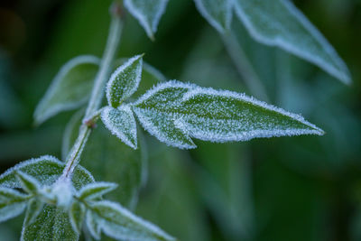 Close-up of frozen leaves