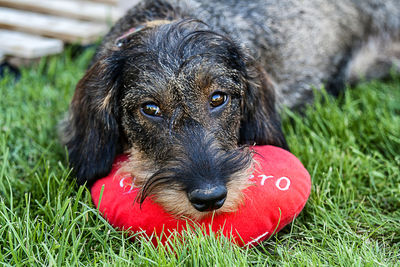 Close-up portrait of black dog lying on grass