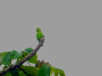 Low angle view of bird perching on tree