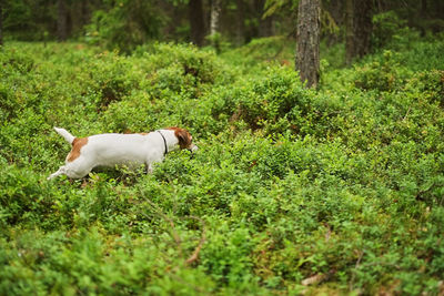 Side view of a dog on grassland