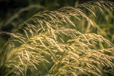 Close-up of plant growing on field