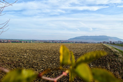 Scenic view of agricultural field against sky