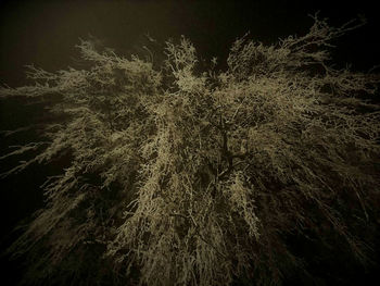 Low angle view of grass at night