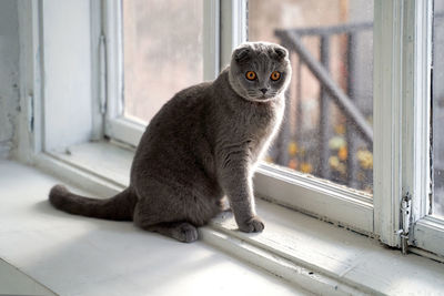 Cat sitting on window sill