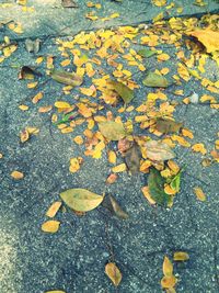 Close-up of fallen maple leaves