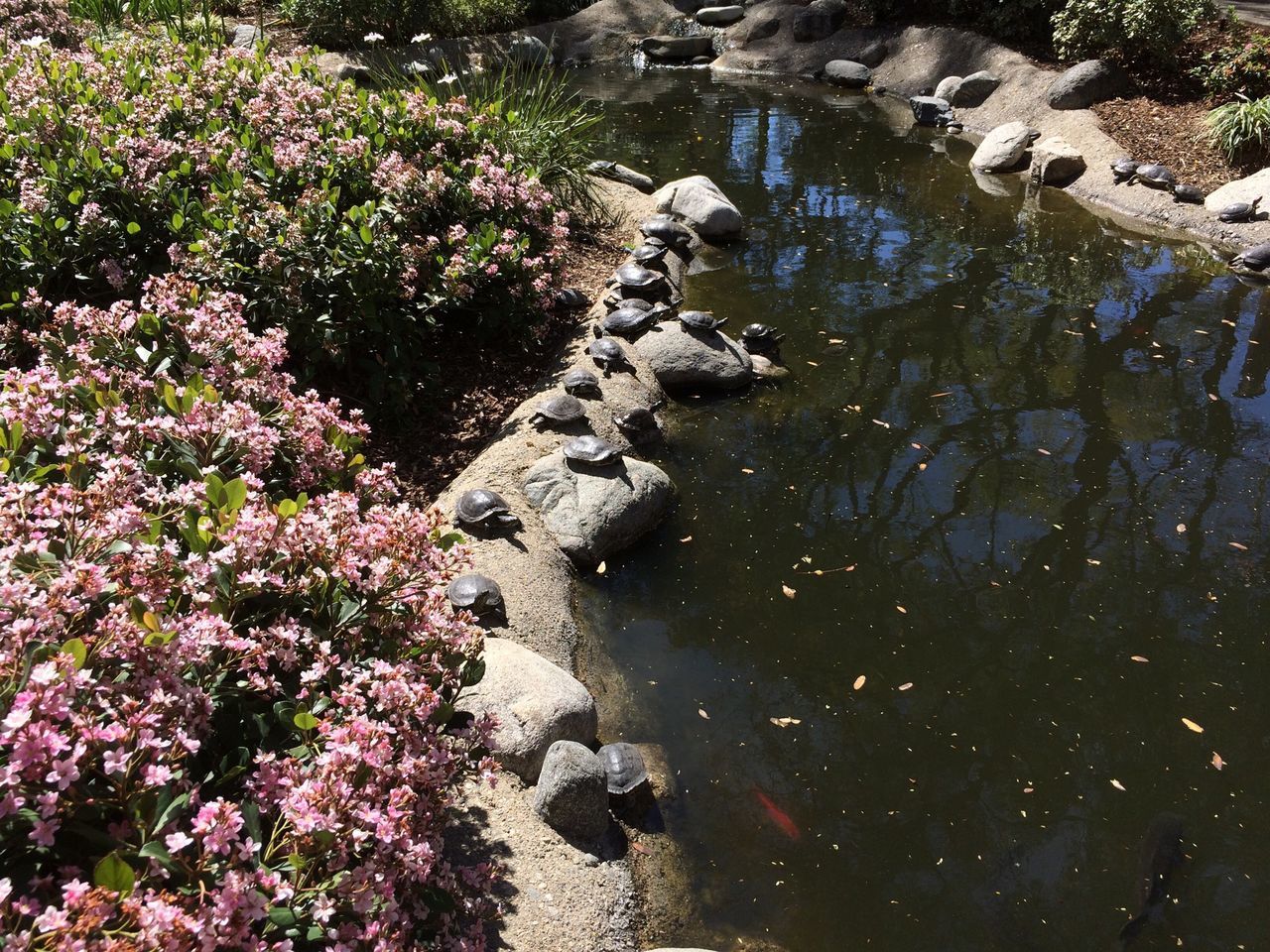 animal themes, animals in the wild, water, wildlife, high angle view, swimming, nature, one animal, pond, lake, plant, beauty in nature, bird, reflection, growth, outdoors, day, no people, sunlight, flower