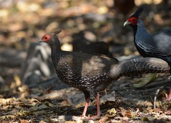 Close-up of birds on field