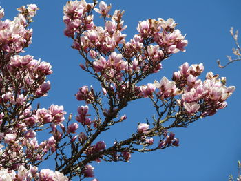 Low angle view of cherry blossom against blue sky