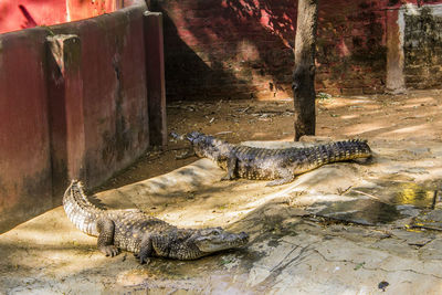 View of a reptile in zoo