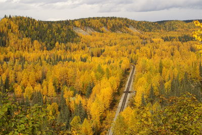 Railroad tracks amidst trees in forest during autumn