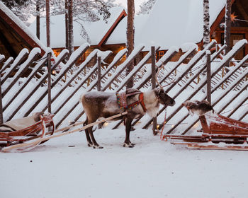 Reindeer standing with sleigh on snow covered land