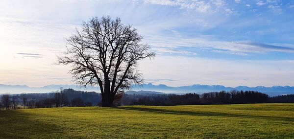 Bare tree on field against sky
