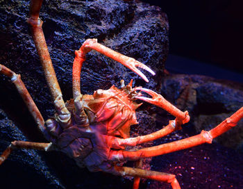 Close-up of crab on rock by sea