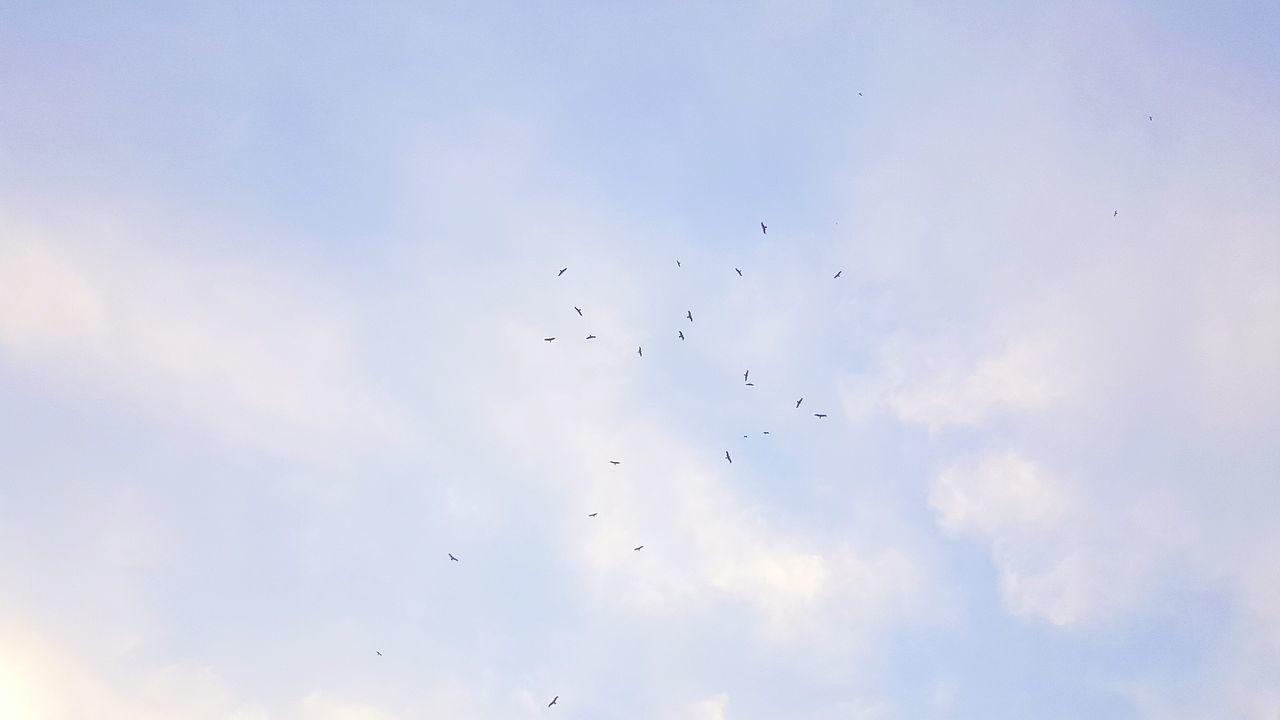 flying, animal themes, bird, animals in the wild, low angle view, wildlife, mid-air, flock of birds, sky, nature, medium group of animals, spread wings, cloud - sky, beauty in nature, silhouette, outdoors, no people, day, migrating