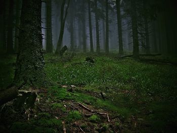 Trees on grass in forest