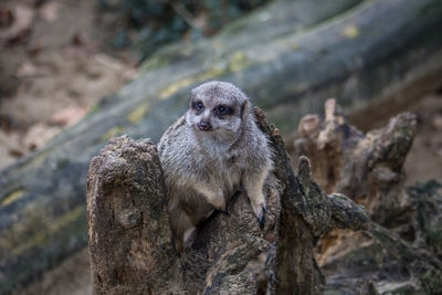 Portrait of meerkat on rock