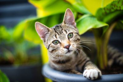 Close-up portrait of a cat