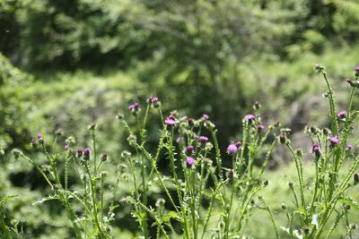 Close-up of purple flowering plants on field