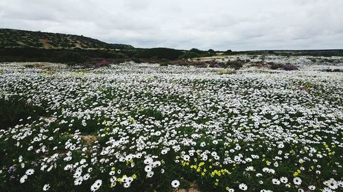 Scenic view of landscape against cloudy sky