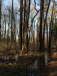 Reflection of trees in lake