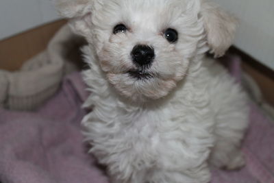 Close-up portrait of dog