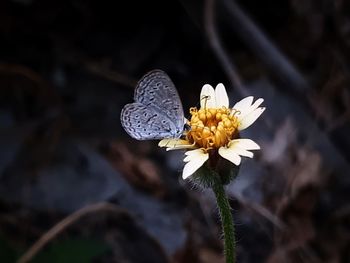 Close-up of white butterfly on flower