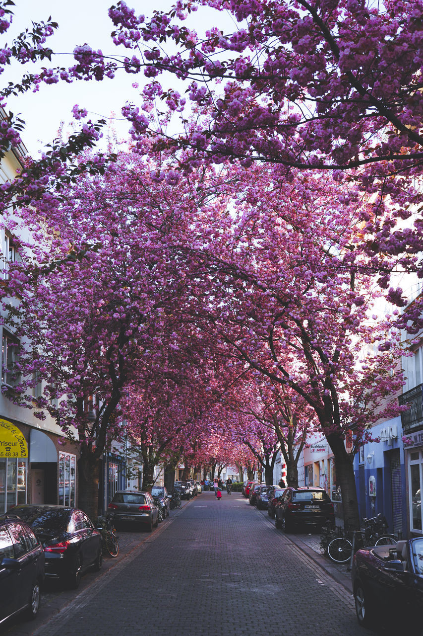 VIEW OF CHERRY BLOSSOM TREES