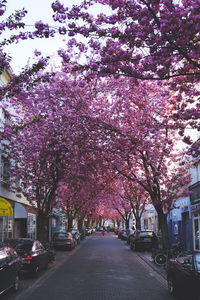 Pink cherry blossoms in city