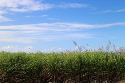 Scenic view of plants growing in field against sky