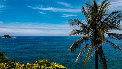 Palm tree by sea against sky