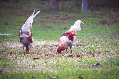 Close-up of ducks on field