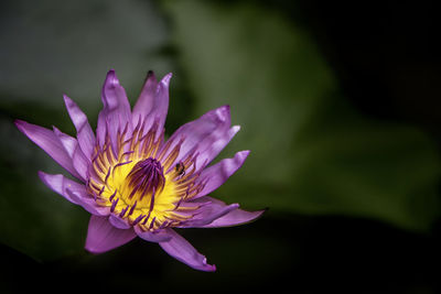 Close-up of purple coneflower