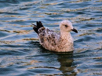 Seagull swimming in lake