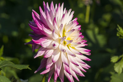 Close-up of pink flower blooming outdoors