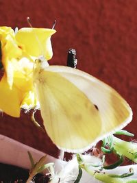 Close-up of yellow flowering plant