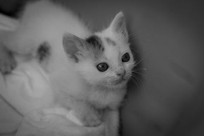 Close-up of cat looking away
