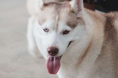 Close-up of dog looking away