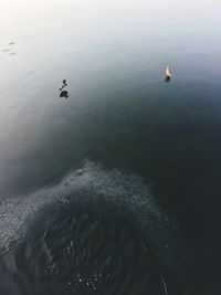 High angle view of duck swimming in sea