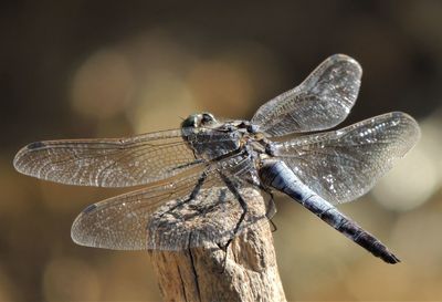 Close-up of insect perching on leaf