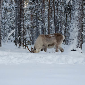 snow