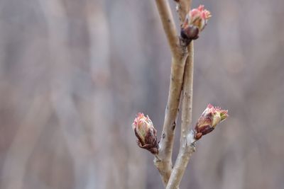 Close-up of wilted flower bud