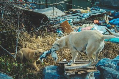 Two stray dogs in rivalry