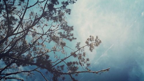 Bare tree against sky