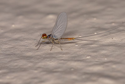 Close-up of insect on the surface